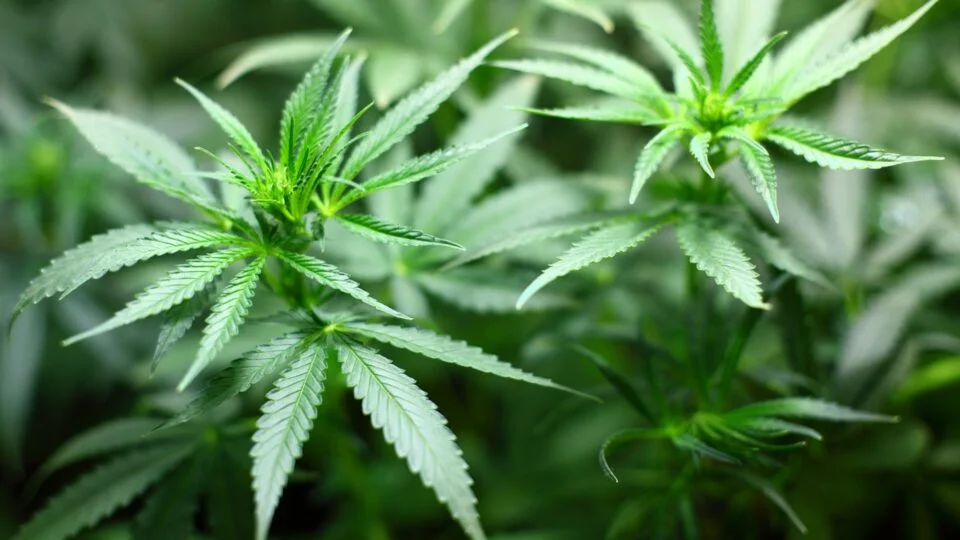 STF descriminaliza maconha para uso pessoal