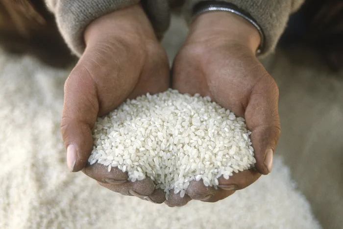 Pode comer arroz todo dia? Saiba impactos do alimento no corpo