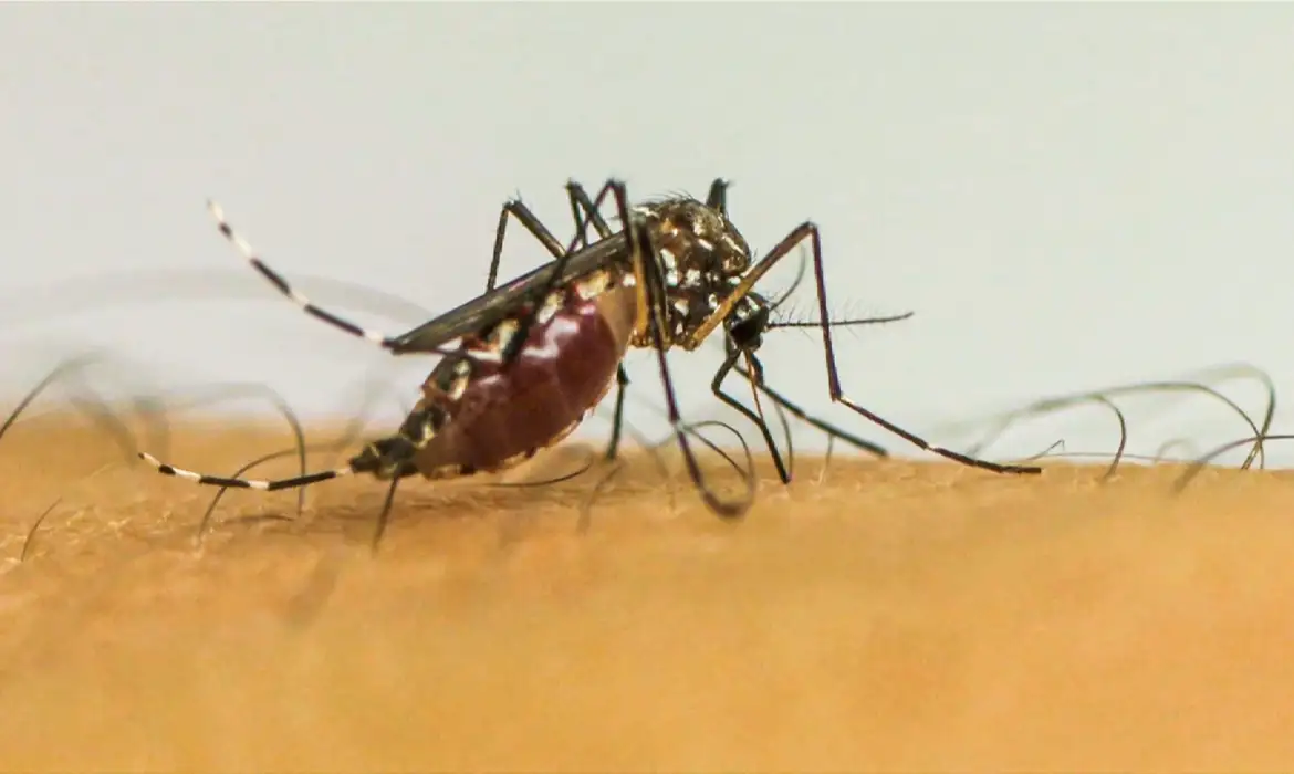 Brasil registra 21 mortes por dengue em janeiro
