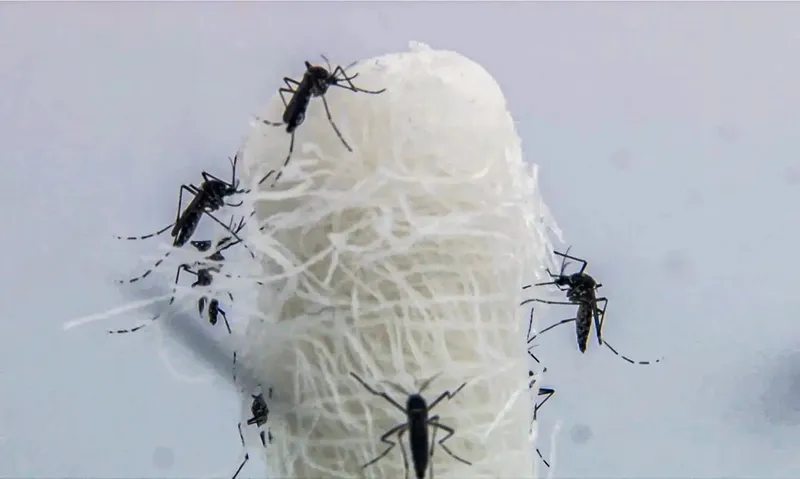  Mortes confirmadas por dengue em São Paulo dobram em 72 horas