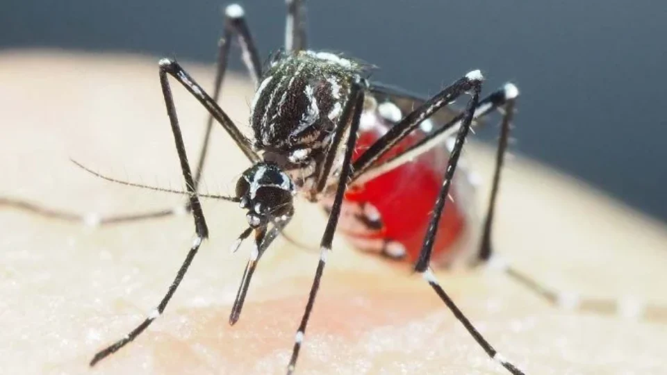 Estado de São Paulo decreta emergência por dengue em todo o território