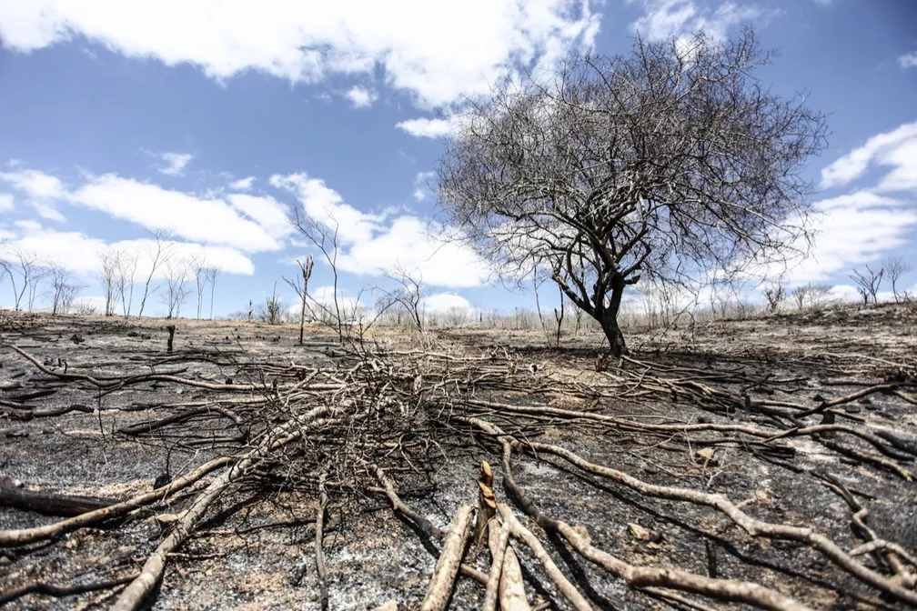 Senado aprova PL da Devastação, que altera licenciamento ambiental e é visto como retrocesso por ambientalistas