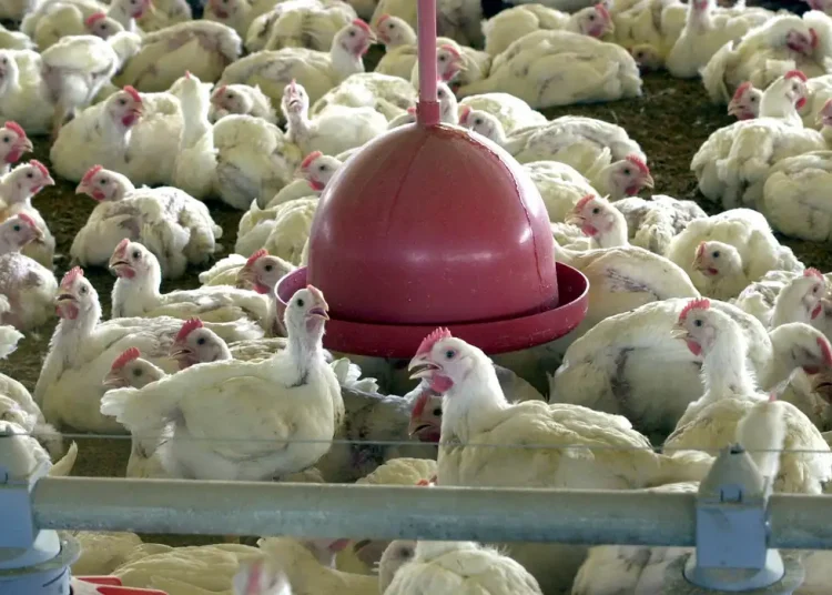 Muitas galinhas, pouca variedade genética: granjas são 'chocadeiras' de doenças como a gripe aviária