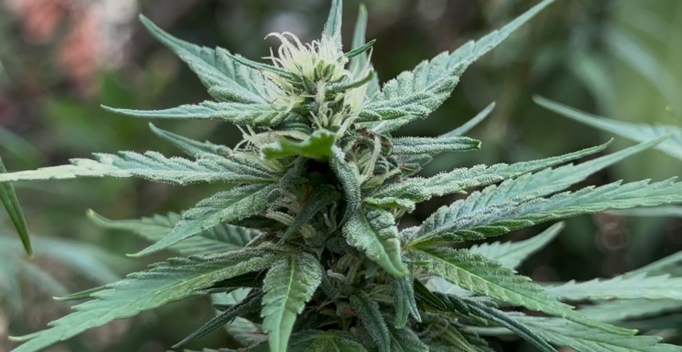  Especialistas vão à Anvisa e pedem mudanças nas regras sobre uso medicinal da 'cannabis' 