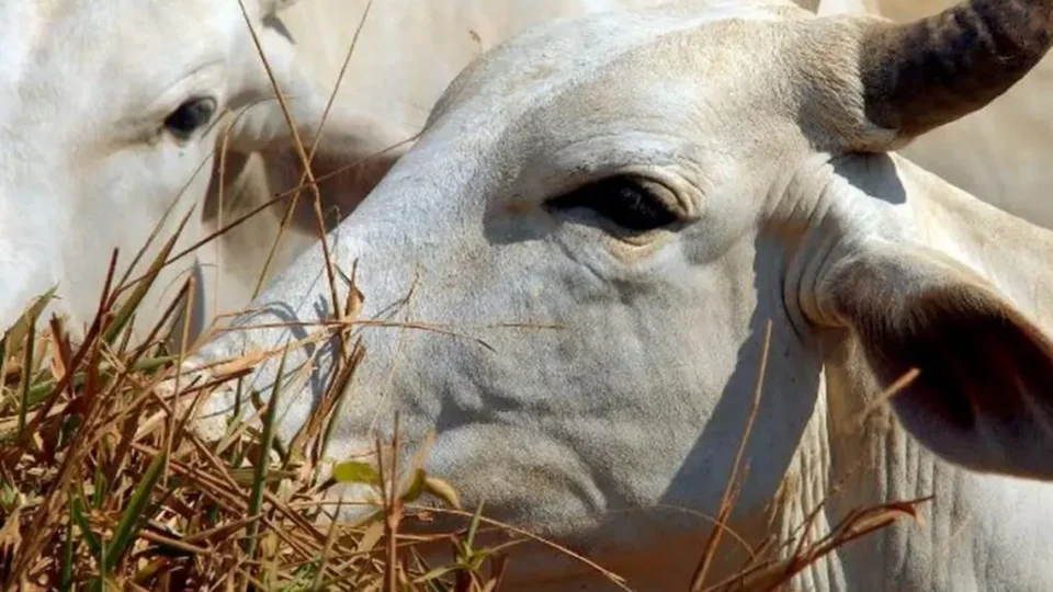  Somente 15% dos frigoríficos do Cerrado participam de pacto de combate ao desmatamento
