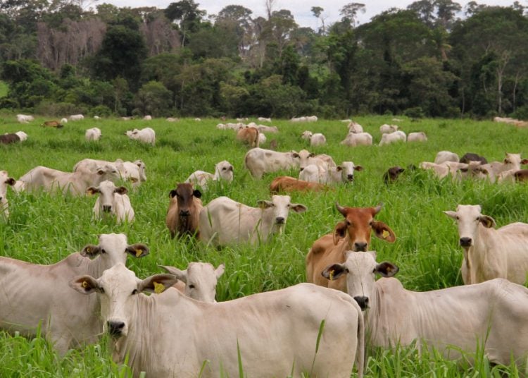 Puxadas pelo agro, emissões de gases de efeito estufa sobem 6% no Brasil, aponta Observatório do Clima