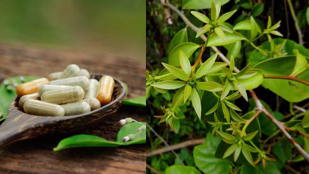 Anvisa proíbe fabricação e venda de suplementos com ora-pro-nóbis