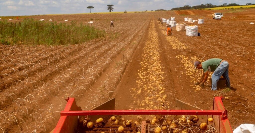  IBGE prevê safra de 339,8 milhões de toneladas para 2026