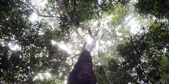 Pesquisa da FAO revela que florestas empregam 42 milhões de pessoas no mundo