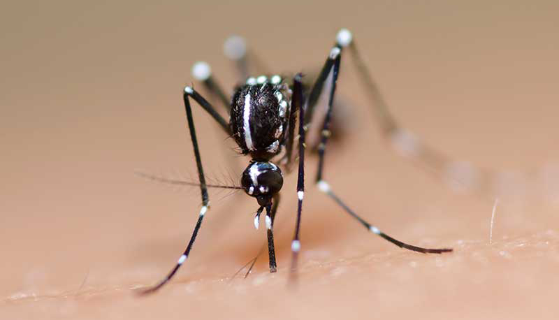 Vírus primos da dengue podem estar na ativa