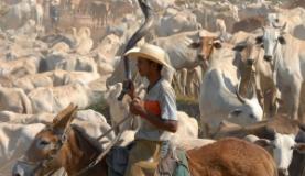 Agricultura aprova plano para acabar com vacinação contra aftosa até 2026