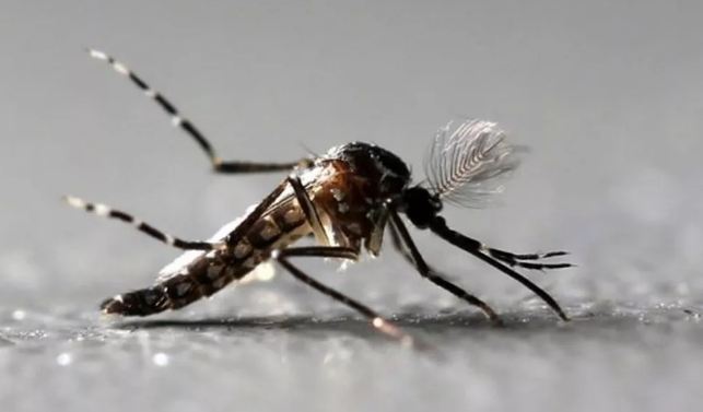 Dengue tipo 2 volta a circular em Goiás após 9 anos, diz secretaria