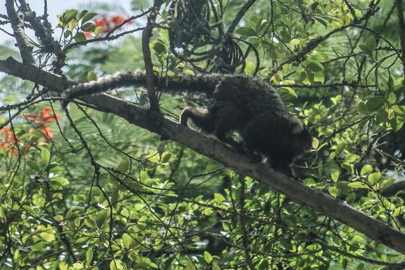 Pesquisa mostra que parasita que causa malária em macacos pode infectar humanos