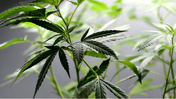 As substâncias medicinais da maconha