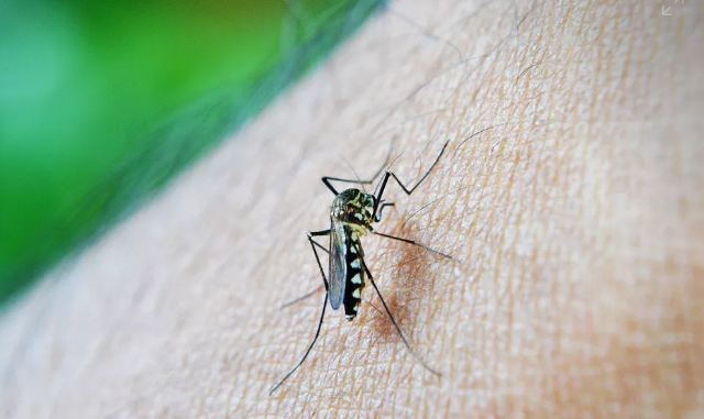 Pesquisa aponta que 70% dos pacientes de chikungunya só buscam atendimento na fase crônica