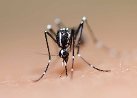 Relação de vírus bovino com zika e microcefalia é frágil, diz pesquisador