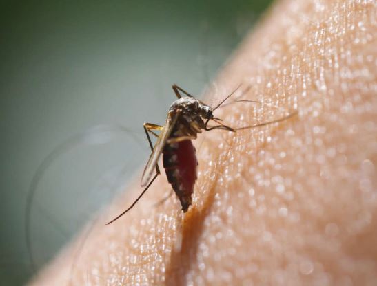 Culex transmite zika, sugere pesquisa