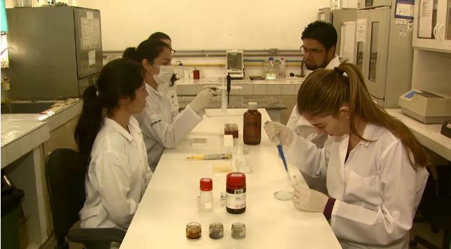 Pesquisa da UFSCar mostra que compostos da hortelã podem combater a esquistossomose