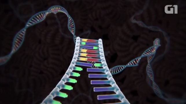 Cientistas 'editam' DNA de embrião e abrem caminho para novas terapias a casais inférteis