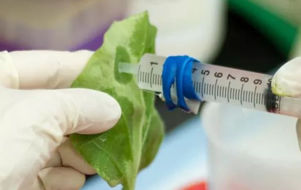 Vacina contra a zika é criada nos EUA com produção em folhas de tabaco