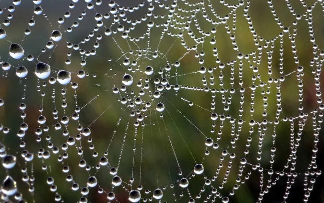 Cientistas querem usar teia de aranha para reconstruir coração