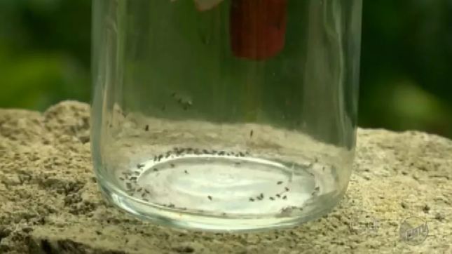 USP alerta para circulação de vírus que causa sintomas parecidos com os de dengue e zika